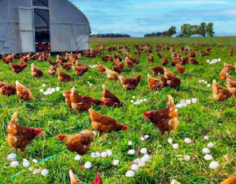 Diary and Chicken Farm