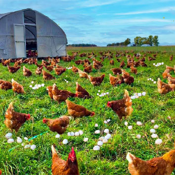 Diary and Chicken Farm